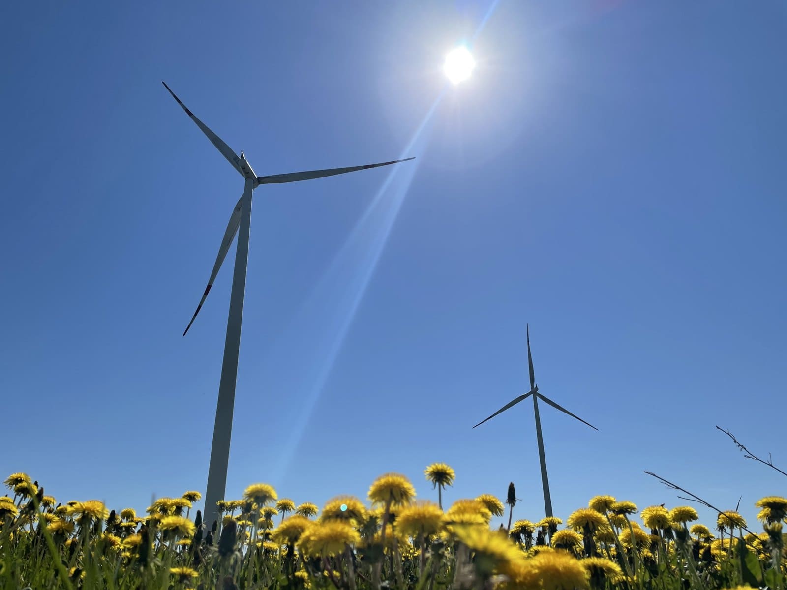 Turbiny wiatrowe wśród mniszków